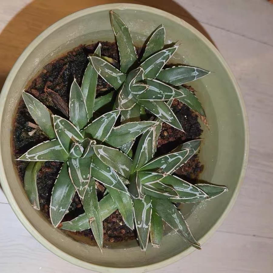 8-10cm Agave victoriae-reginae
