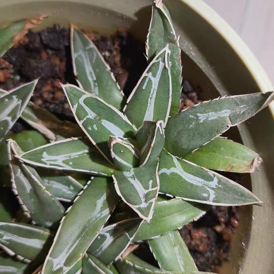 8-10cm Agave victoriae-reginae
