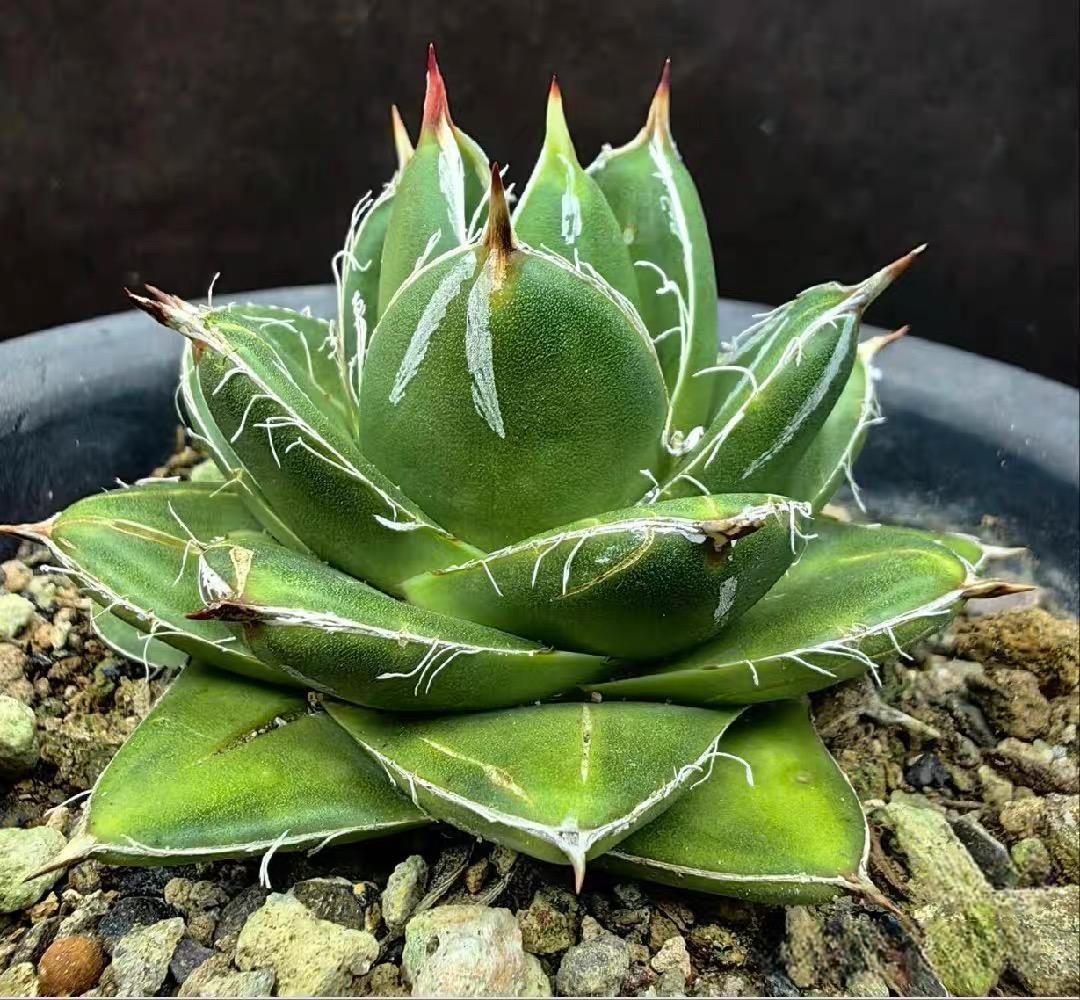 2-4cm Agave filifera var. compacta (A)