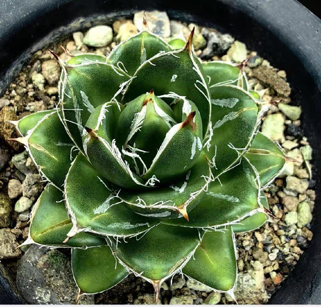 2-4cm Agave filifera var. compacta (A)