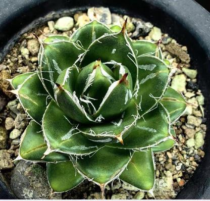 2-4cm Agave filifera var. compacta (A)
