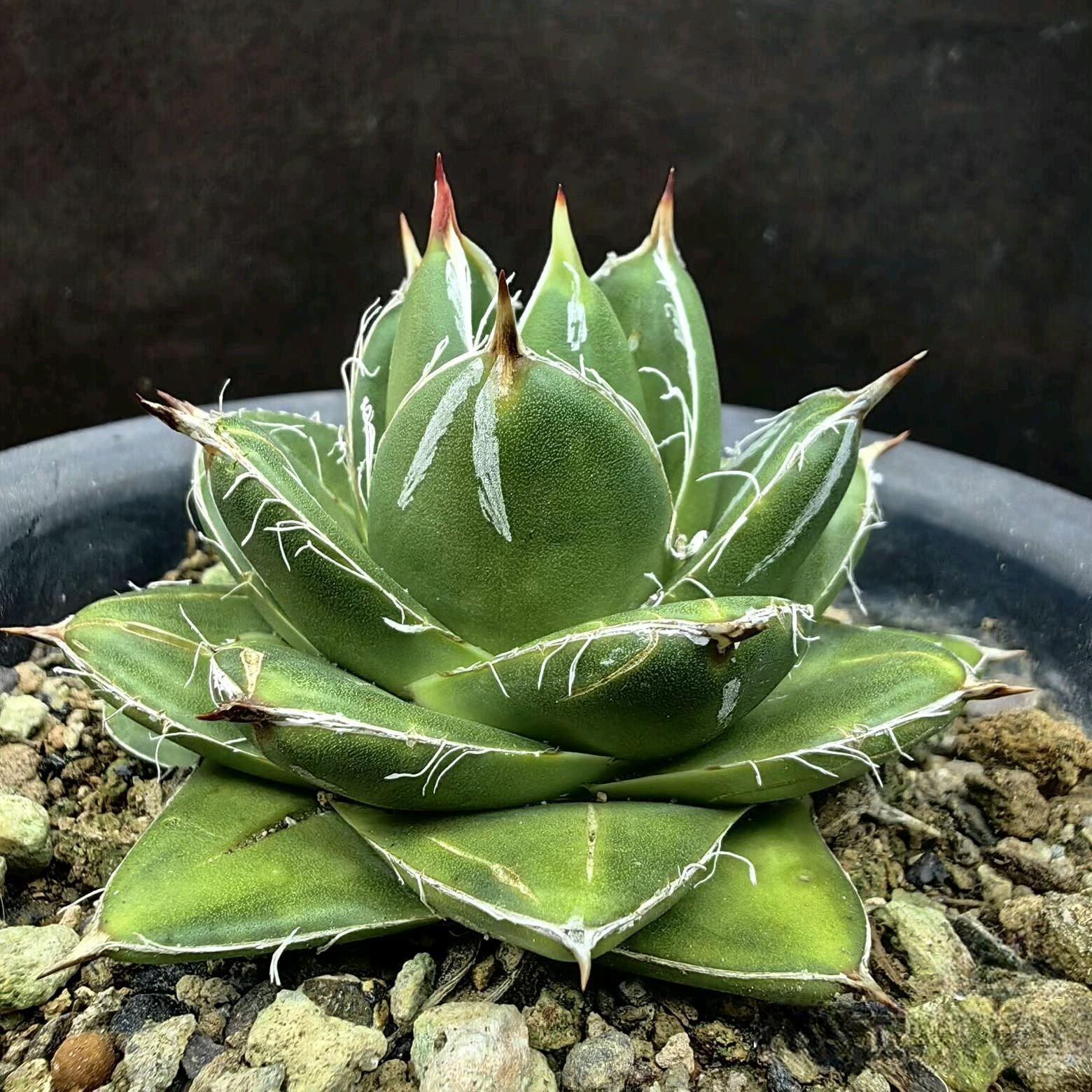 2-4cm Agave filifera var. compacta (A)