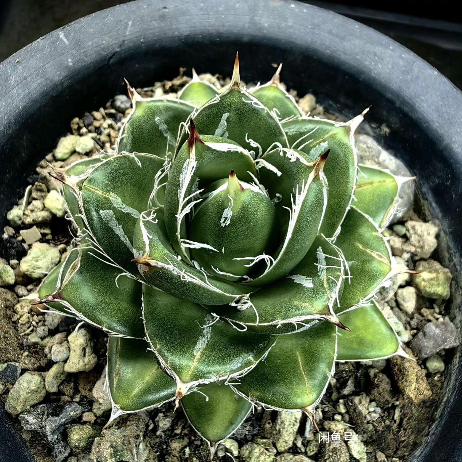 2-4cm Agave filifera var. compacta (A)
