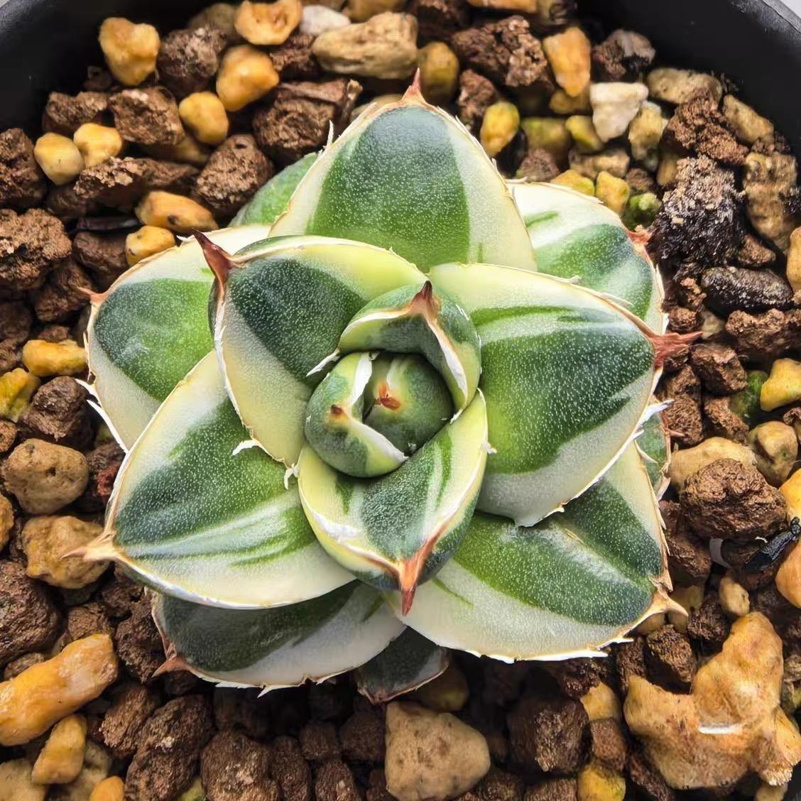 2-4cm Agave filifera var. compacta (A)