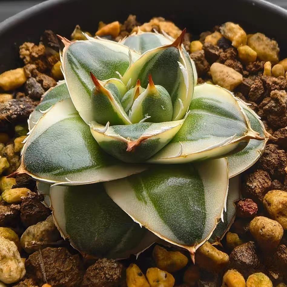 2-4cm Agave filifera var. compacta (A)