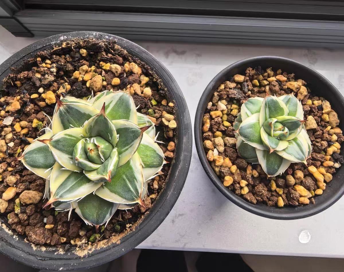 2-4cm Agave filifera var. compacta (A)