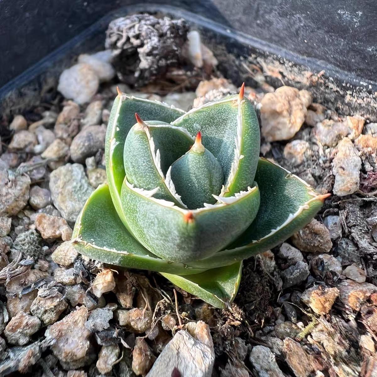 2-4cm Agave filifera var. compacta (A)