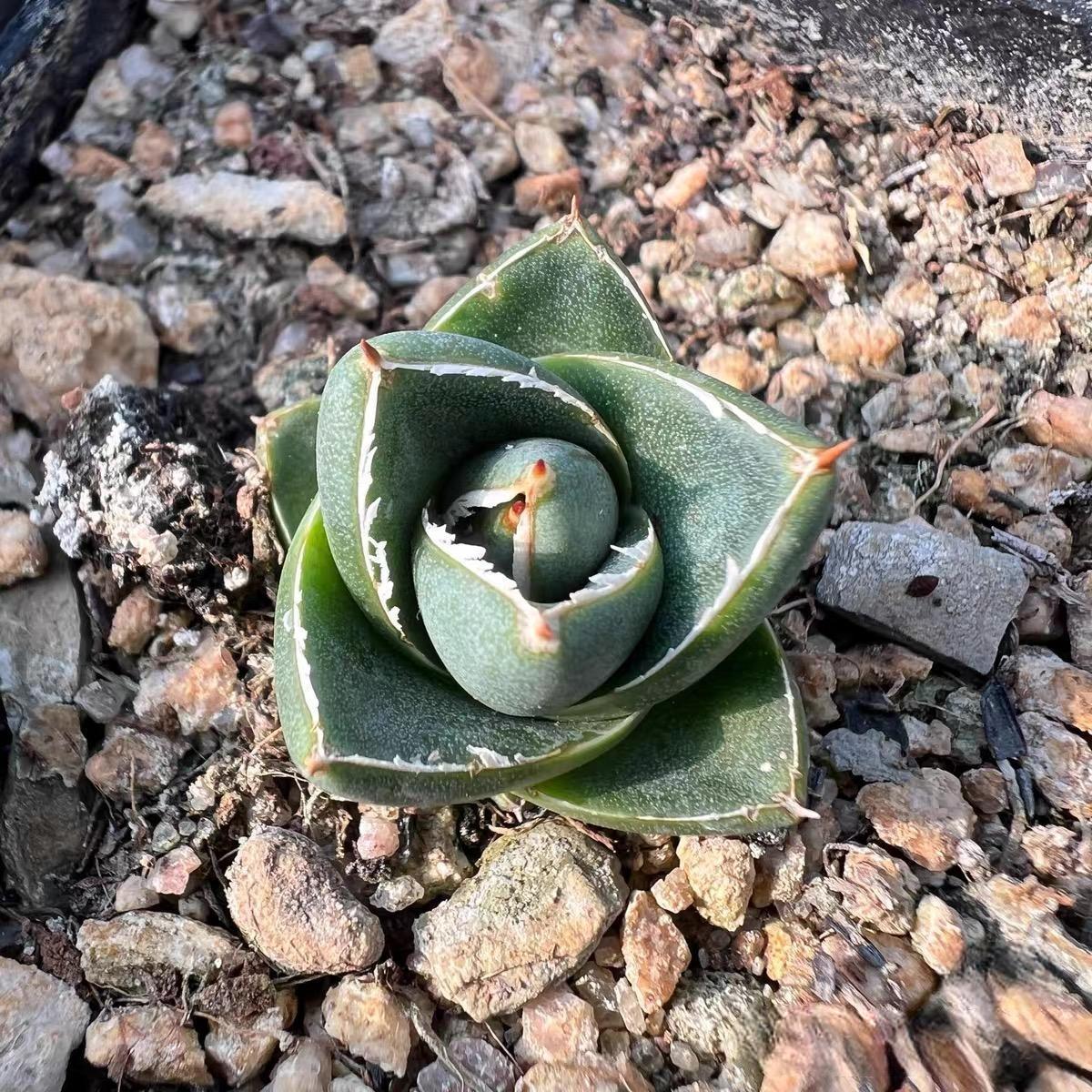 2-4cm Agave filifera var. compacta (A)