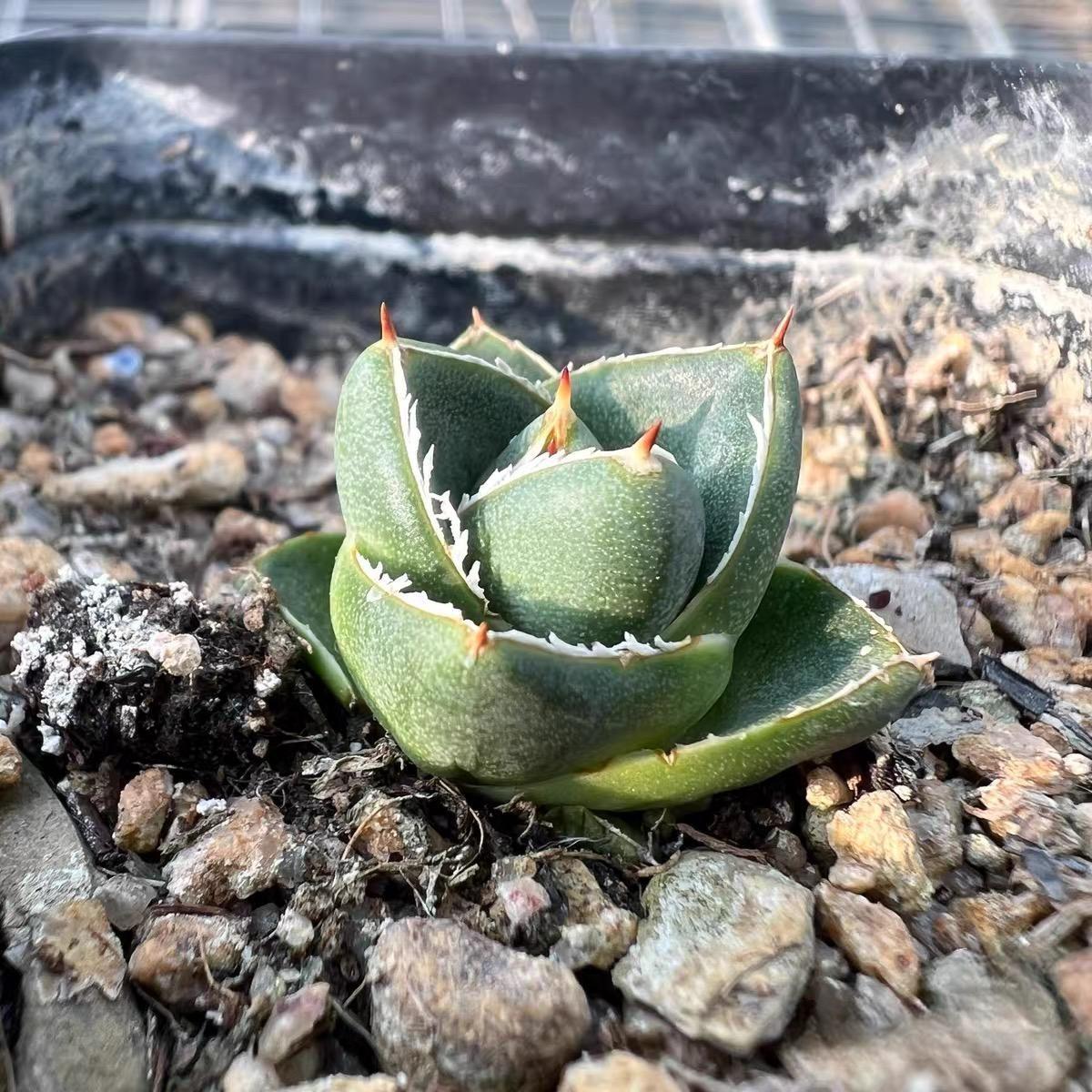 2-4cm Agave filifera var. compacta (A)