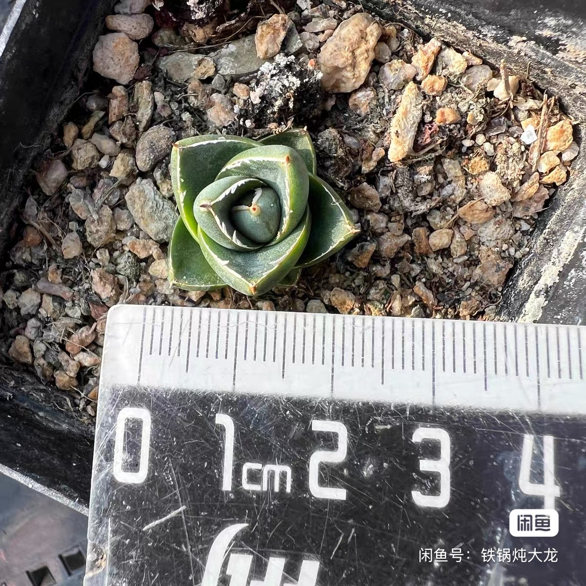 2-4cm Agave filifera var. compacta (A)