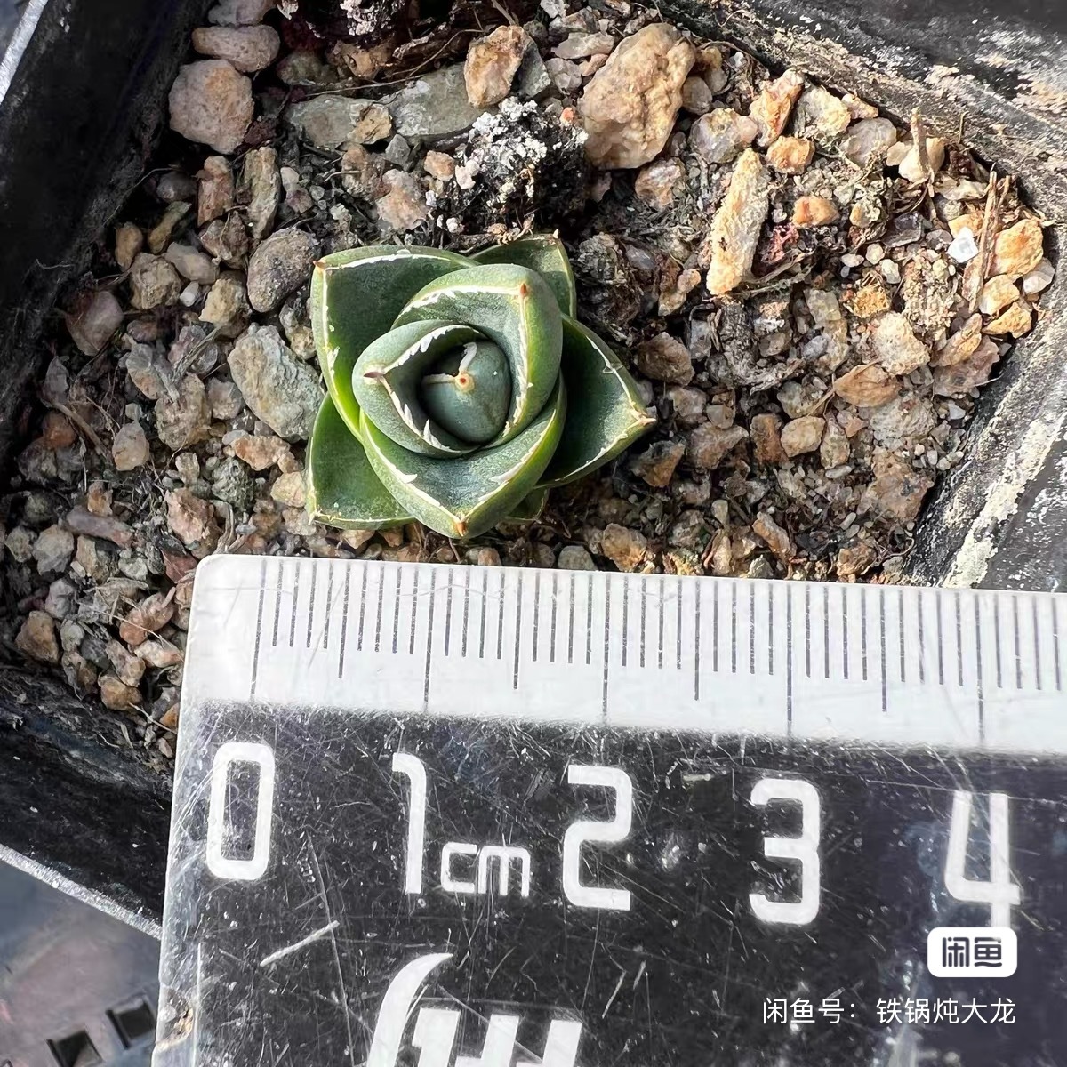 2-4cm Agave filifera var. compacta (A)