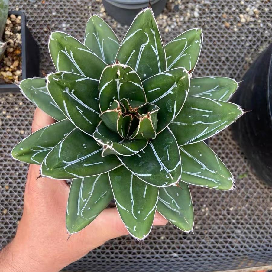 5-12cm Agave filifera var. compacta (D)