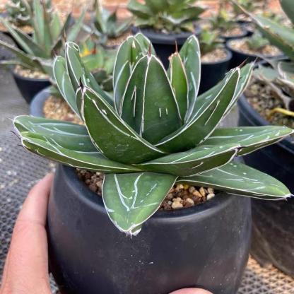 5-12cm Agave filifera var. compacta (D)