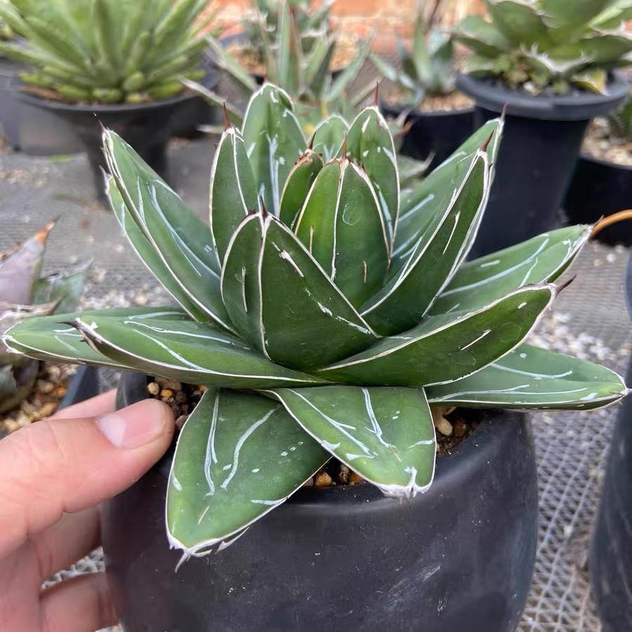 5-12cm Agave filifera var. compacta (D)