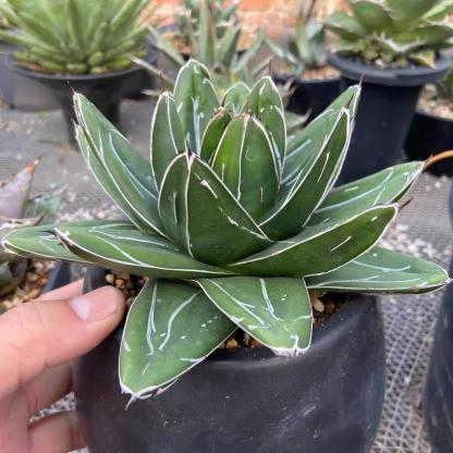 5-12cm Agave filifera var. compacta (D)