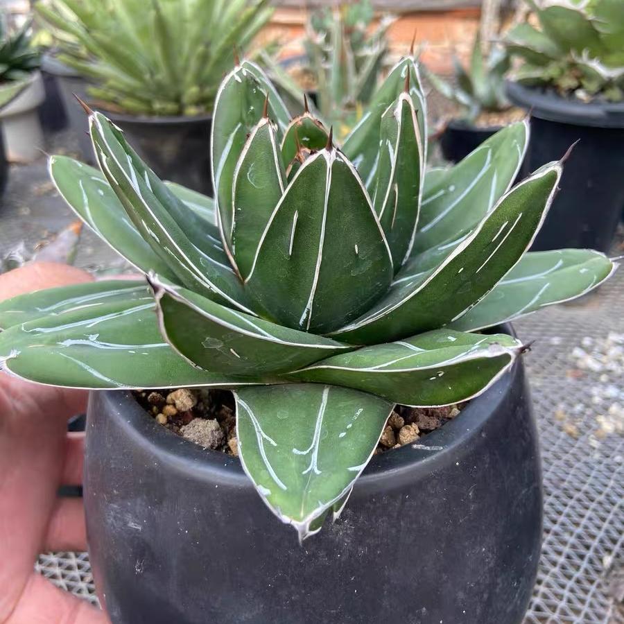 5-12cm Agave filifera var. compacta (D)