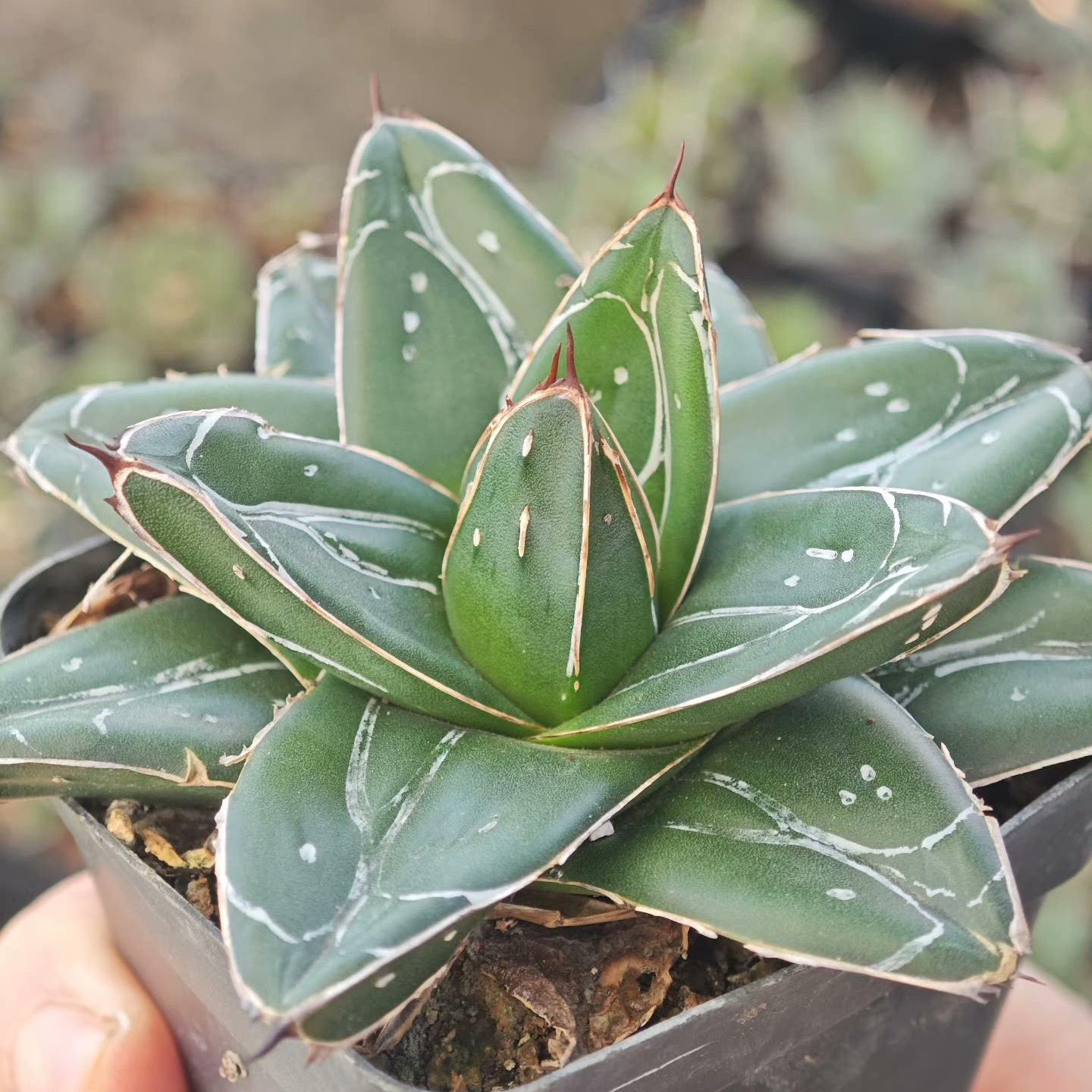 5-12cm Agave filifera var. compacta (D)