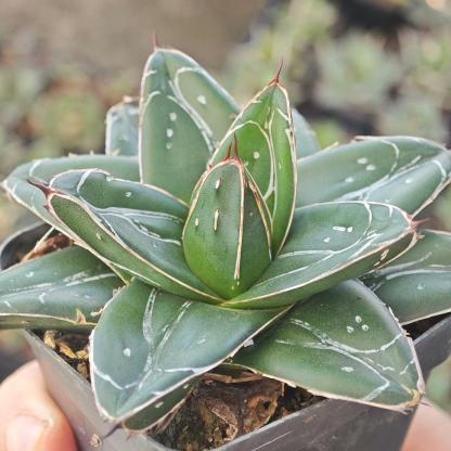 5-12cm Agave filifera var. compacta (D)