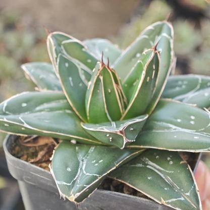 5-12cm Agave filifera var. compacta (D)