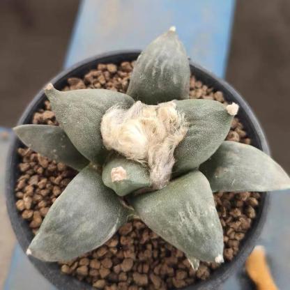5-14cm Ariocarpus retusus