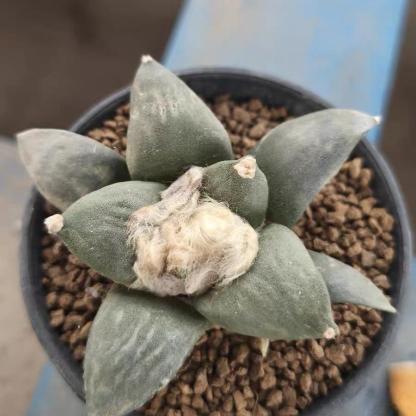 5-14cm Ariocarpus retusus
