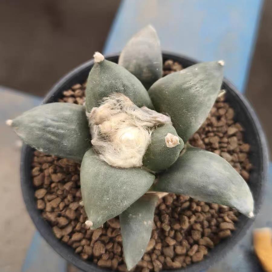 5-14cm Ariocarpus retusus