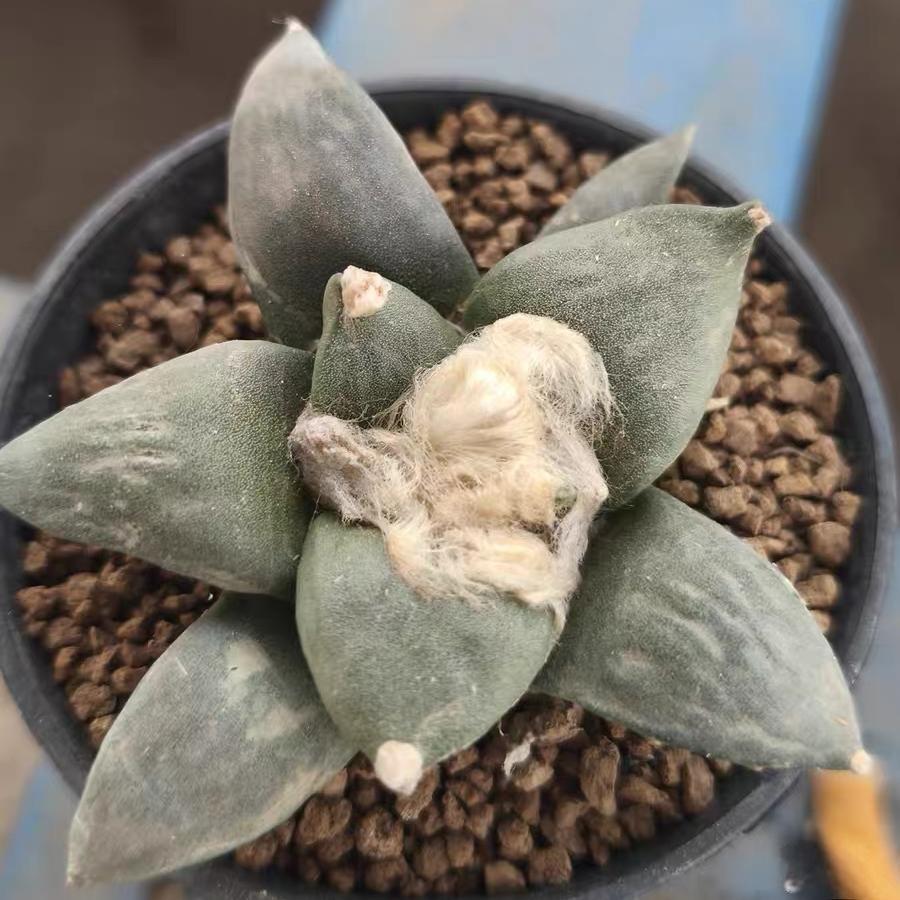 5-14cm Ariocarpus retusus