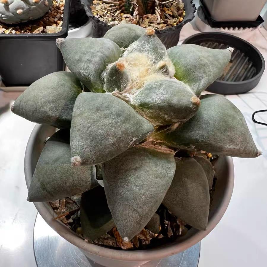 5-14cm Ariocarpus retusus