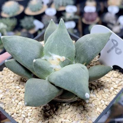 5-14cm Ariocarpus retusus