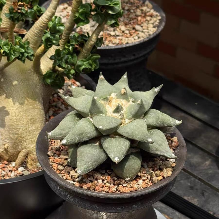 5-14cm Ariocarpus retusus