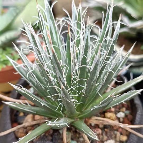 5-7cm Agave toumeyana subsp. bella（tissue culture）