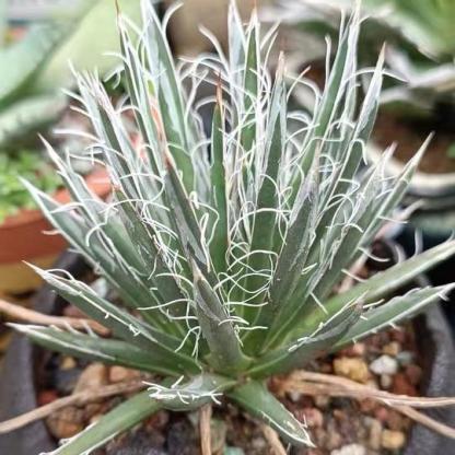 5-7cm Agave toumeyana subsp. bella（tissue culture）