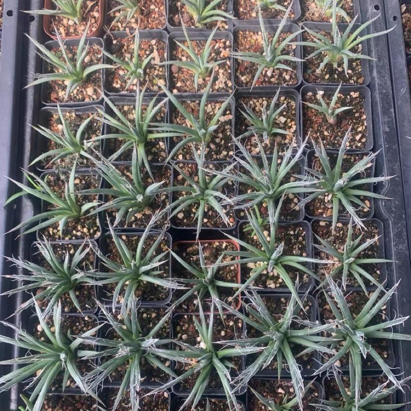 5-7cm Agave toumeyana subsp. bella（tissue culture）