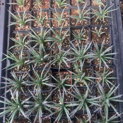 5-7cm Agave toumeyana subsp. bella（tissue culture）