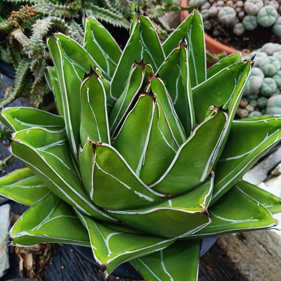 4-5cm Agave victoriae-reginae 'Super Wide'（tissue culture