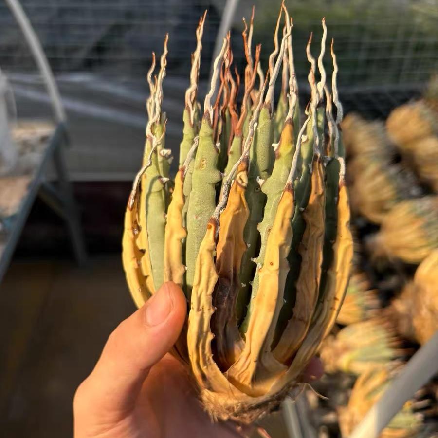 Height 6-12cm Agave utahensis v. eborispina - Utah Agave