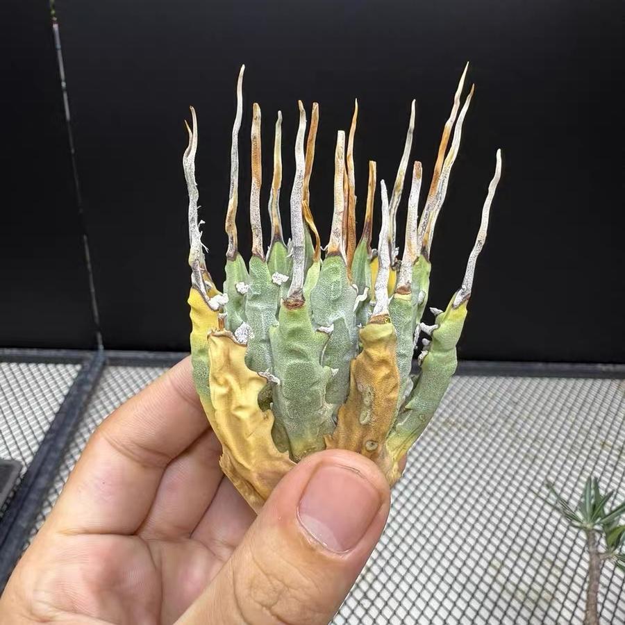 Height 6-12cm Agave utahensis v. eborispina - Utah Agave