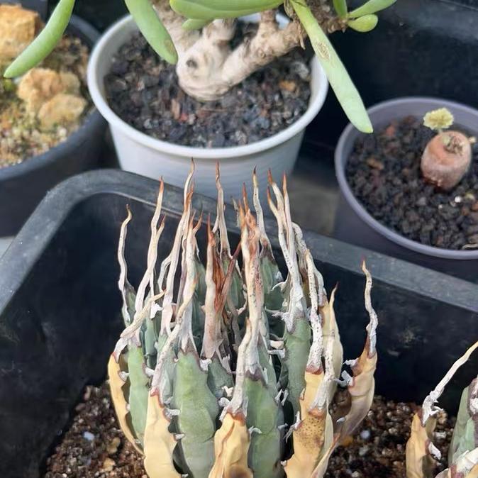 Height 6-12cm Agave utahensis v. eborispina - Utah Agave