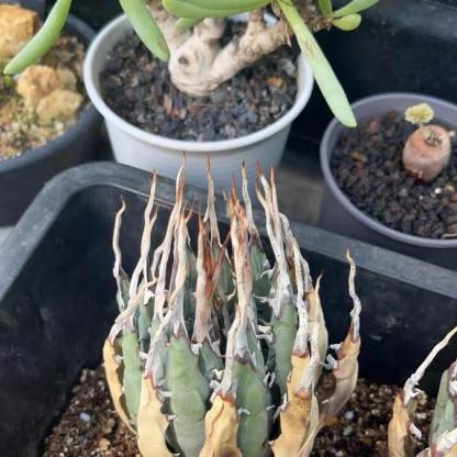 Height 6-12cm Agave utahensis v. eborispina - Utah Agave