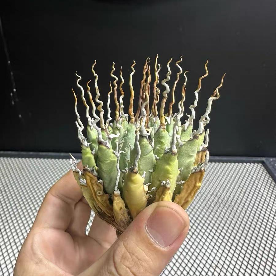 Height 6-12cm Agave utahensis v. eborispina - Utah Agave