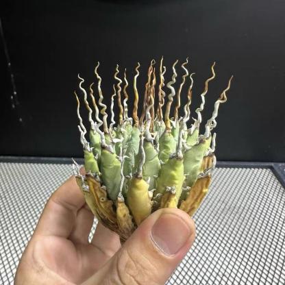 Height 6-12cm Agave utahensis v. eborispina - Utah Agave