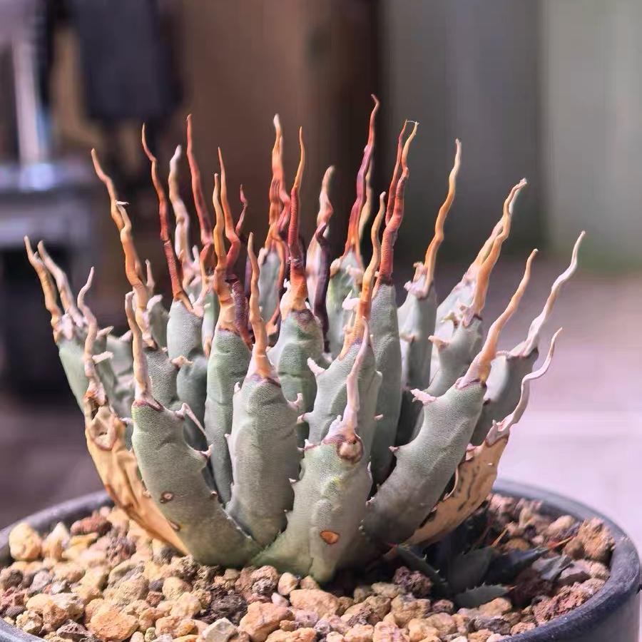 Height 6-12cm Agave utahensis v. eborispina - Utah Agave