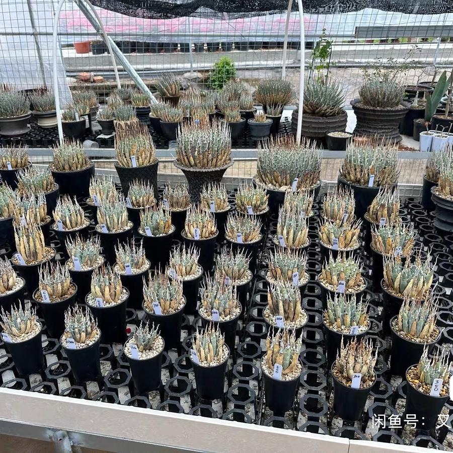 Height 6-12cm Agave utahensis v. eborispina - Utah Agave