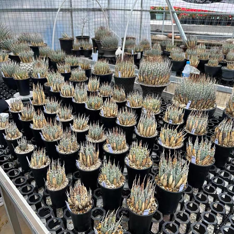 Height 6-12cm Agave utahensis v. eborispina - Utah Agave