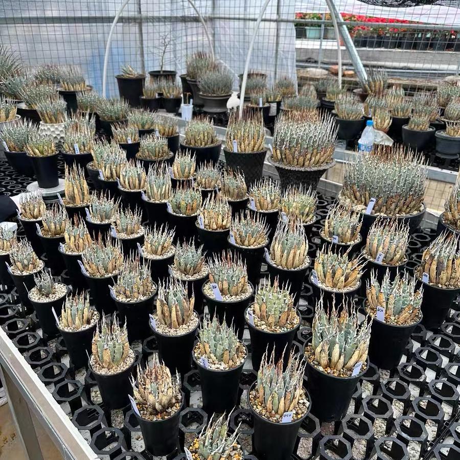 Height 6-12cm Agave utahensis v. eborispina - Utah Agave