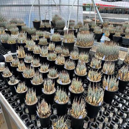 Height 6-12cm Agave utahensis v. eborispina - Utah Agave