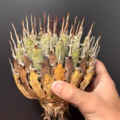 Height 6-12cm Agave utahensis v. eborispina - Utah Agave