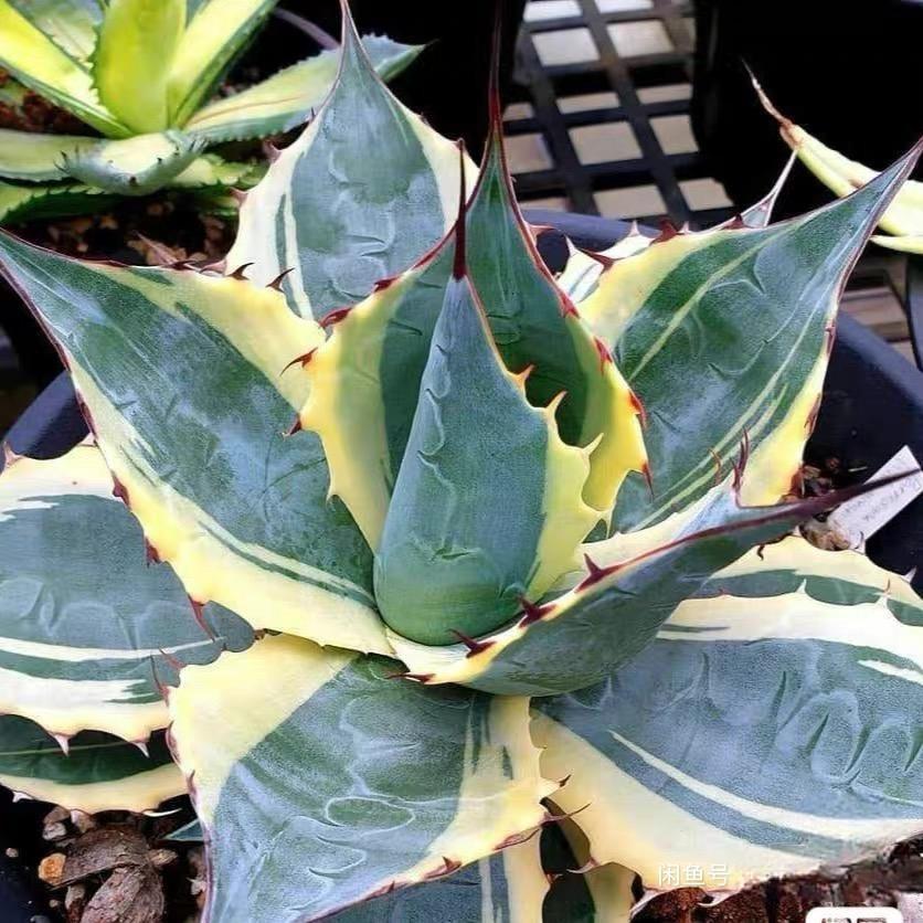 6-10cm Agave parrasana var