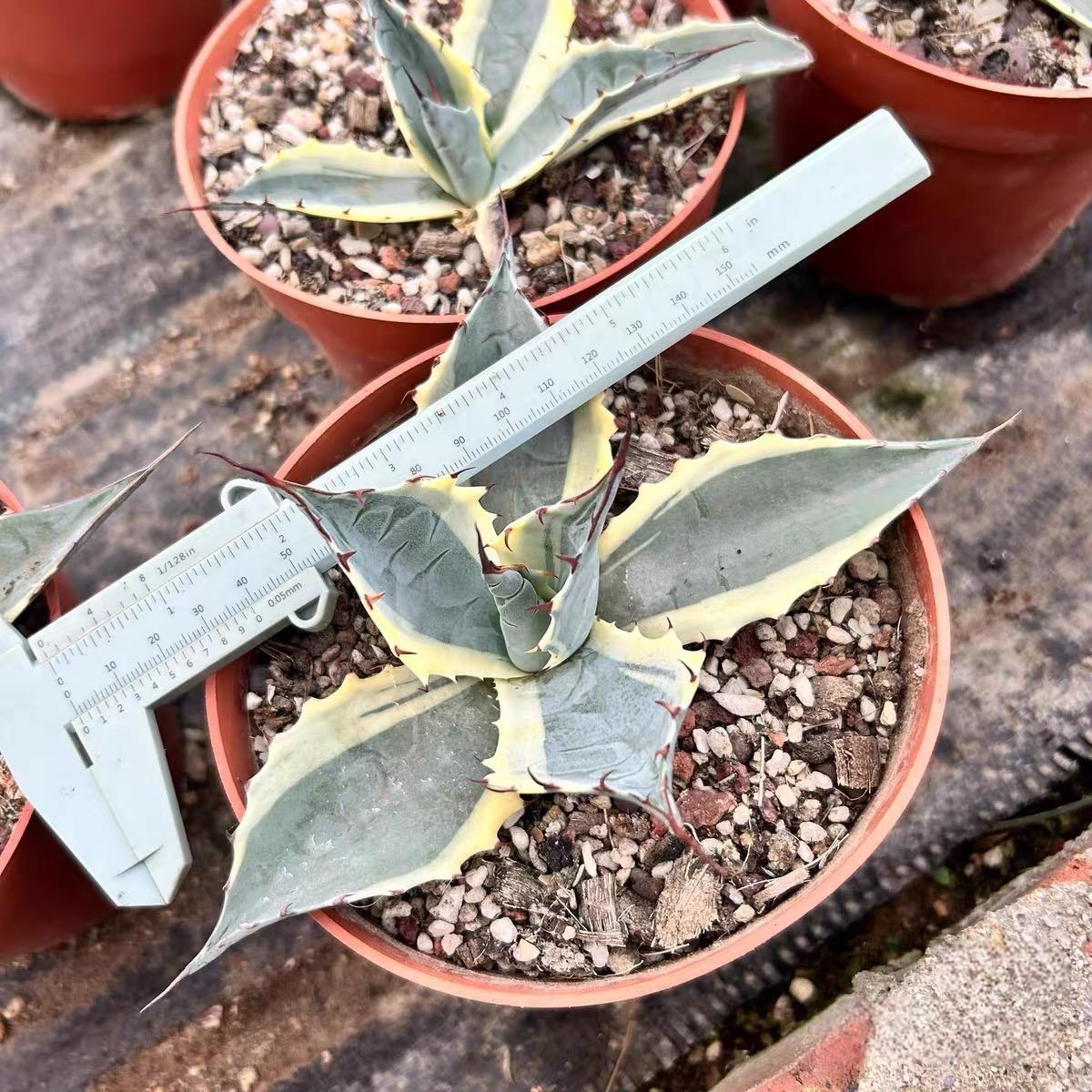 6-10cm Agave parrasana var