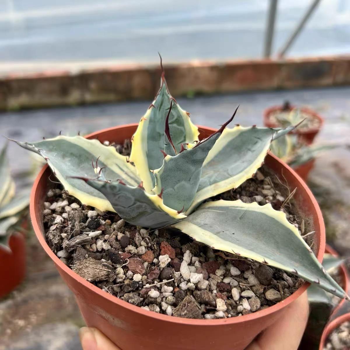 6-10cm Agave parrasana var